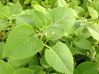 Plectranthus amboinicus (Lour.) Spreng plants.