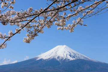 山梨　富士山と桜