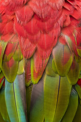 red macaw feather detail in a brazilian park