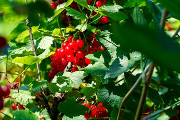Fruits of red currants