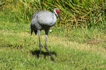 Fototapeta premium sand hill crane in the neighborhood