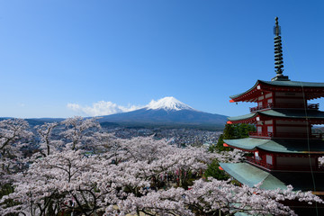 山梨　富士山と桜　新倉山浅間公園　五重塔