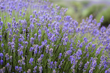 Naklejka premium Beautiful image of lavender field, Lavender flower field, image for natural background