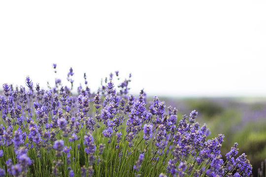 Beautiful image of lavender field, Lavender flower field, image for natural background