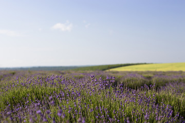 Fototapeta premium Beautiful image of lavender field, Lavender flower field, image for natural background