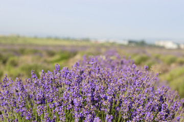 Fototapeta premium Beautiful image of lavender field, Lavender flower field, image for natural background