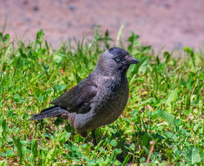 Obraz premium Crow on green grass