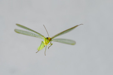 Close-up of mayfly in flight. Amazing green winged insect with penetrating eyes.
