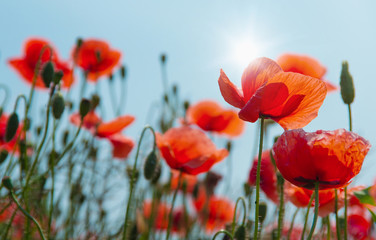 Field of red poppies