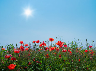 Field of red poppies