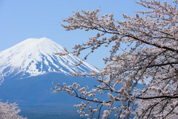 Fototapety  Yamanashi góra Fuji i Sakura