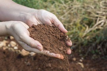 women's Hands With Soil