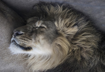 Head of sleeping lion