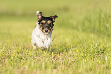 Small dog running over a green meadow - Jack Russell 2 years old