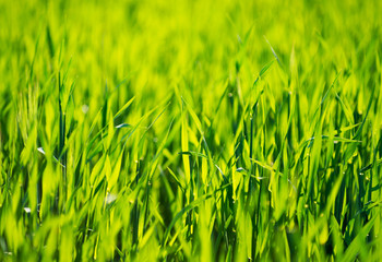 Green grass texture from a field