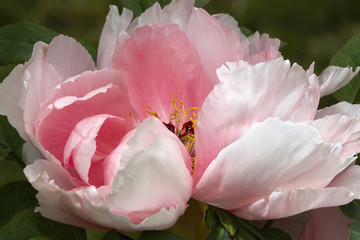 Pink peony
