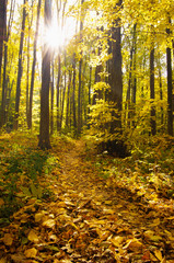 Sunrise in autumn forest