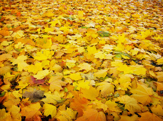 Maple leaves background