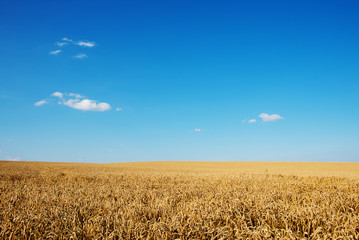 Golden wheat field with blue sky in background