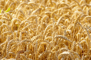 Fields of wheat at the end of summer fully ripe