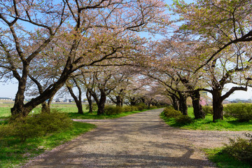 Obraz premium 岩手 北上展勝地の桜