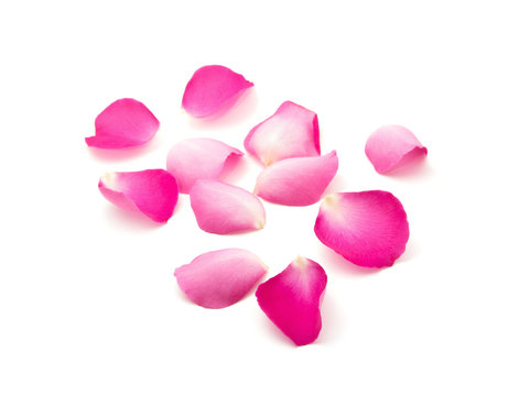 Petals of roses on a white background