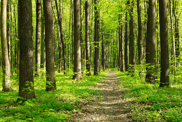Path in spring green forest
