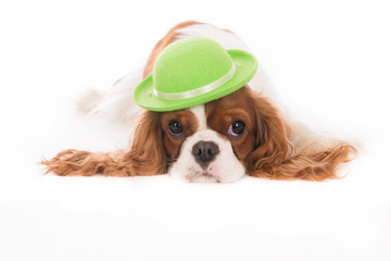 Cavalier King Charles with little green hat. White background.