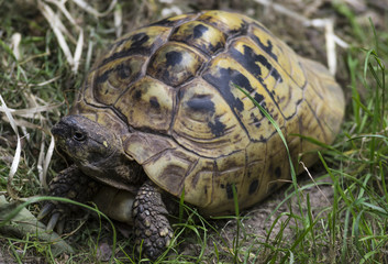 Small turtle in grass