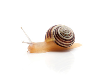 snail on a white background. macro
