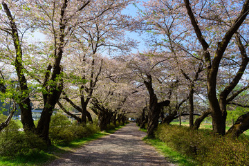 岩手　北上展勝地の桜