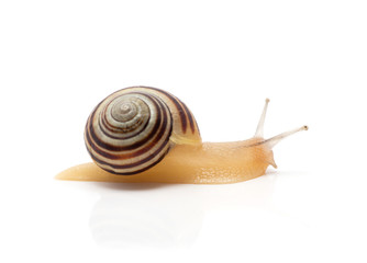 snail on a white background. macro