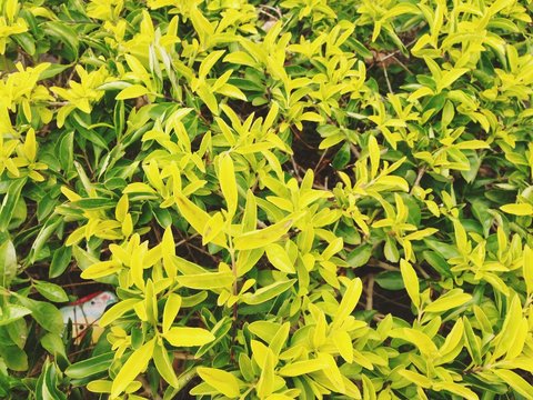 Golden Dewdrop's green fresh leaves background. Duranta repens