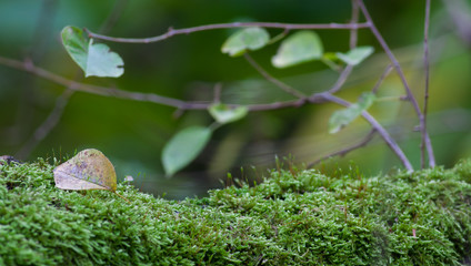 Blatt auf Moos auf Birke