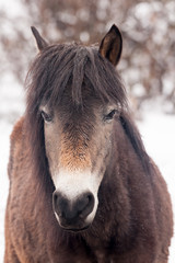 Obraz premium Horse in early morning Himalaya rain, Bhutan.