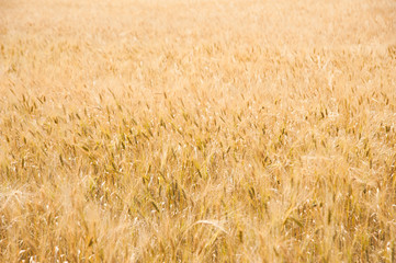 Wheat field