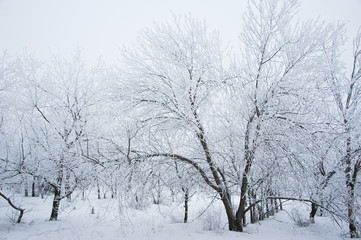 Fototapeta na wymiar Winter trees in the snow