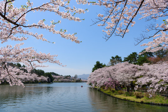岩手　盛岡　春の高松公園