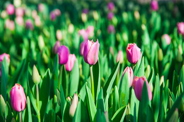 Spring scene of tulip field