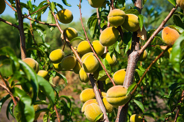 Peach tree in the garden