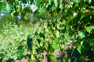 Leaves on a branch of a birch