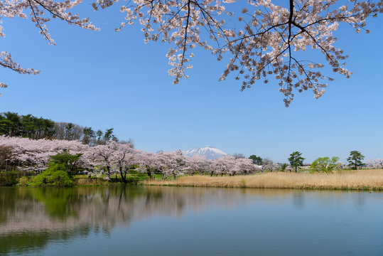 岩手　盛岡　春の高松公園の岩手山