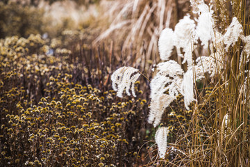 Gras im Wind