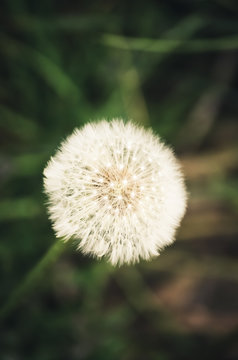 Blooming fluffy dandelion, vertical and or horizontal image