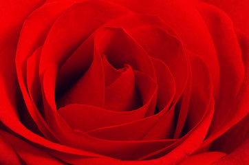 Fototapeta na wymiar Close up macro of a red rose