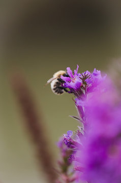vertical image of a bumblebee pollinating purple flower
