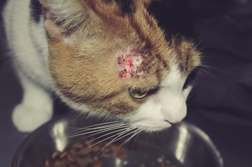 cat with bold patches, skin condition caused by lice, fleas or allergy - 162050561