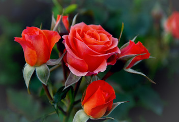 Close-up of garden rose