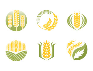 Cereal ears and grains agriculture industry or logo badge design vector food illustration organic natural symbol