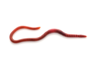 worm on a white background